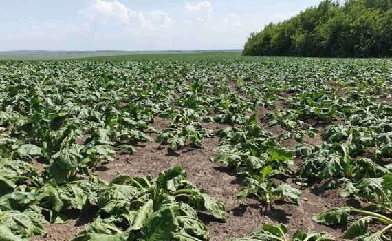 Sfecla de zahăr ar putea avea o recoltă mai bună în acest an - agroexpert.md