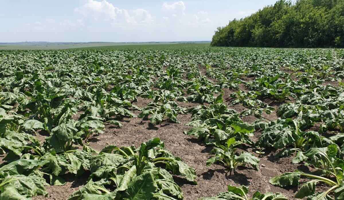 Sfecla de zahăr ar putea avea o recoltă mai bună în acest an - agroexpert.md