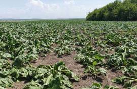 Sfecla de zahăr ar putea avea o recoltă mai bună în acest an - agroexpert.md