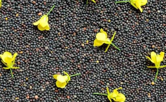 Логистика отгрузок рапса в ЕС забронированы до ноября - agroexpert.md