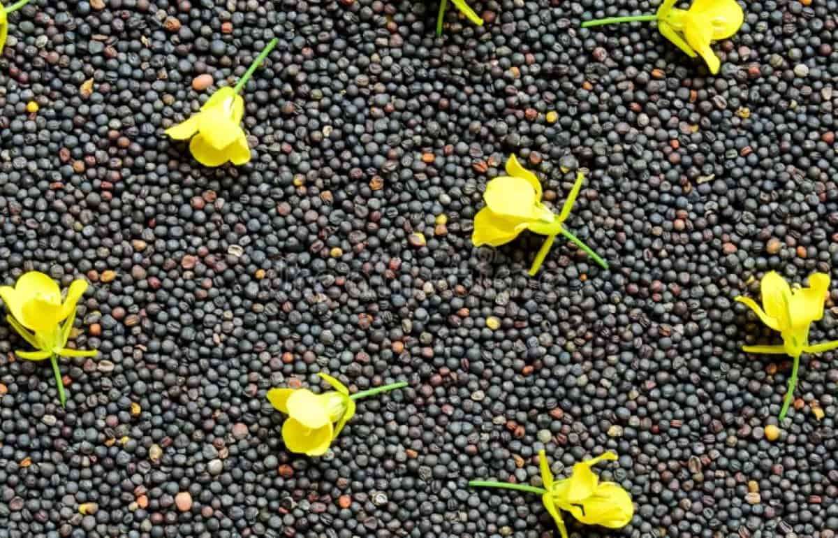 Логистика отгрузок рапса в ЕС забронированы до ноября - agroexpert.md