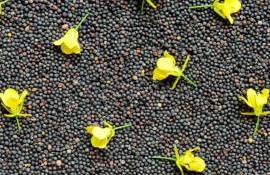 Логистика отгрузок рапса в ЕС забронированы до ноября - agroexpert.md