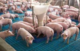 Закупочные цены на свинину в ЕС достигли самого низкого уровня за 20 лет - agroexpert.md