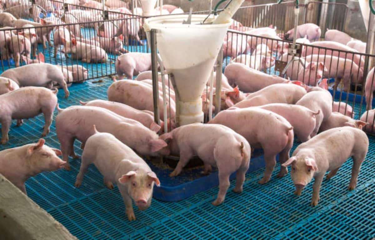 Закупочные цены на свинину в ЕС достигли самого низкого уровня за 20 лет - agroexpert.md