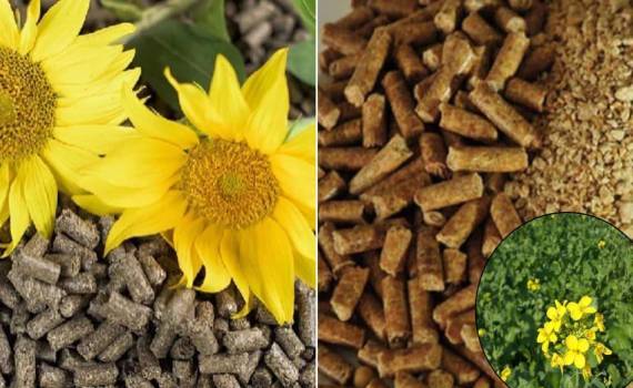 Анализ внешней торговли шротами и жмыхами Молдовы в июне 2026 года - agroexpert.md
