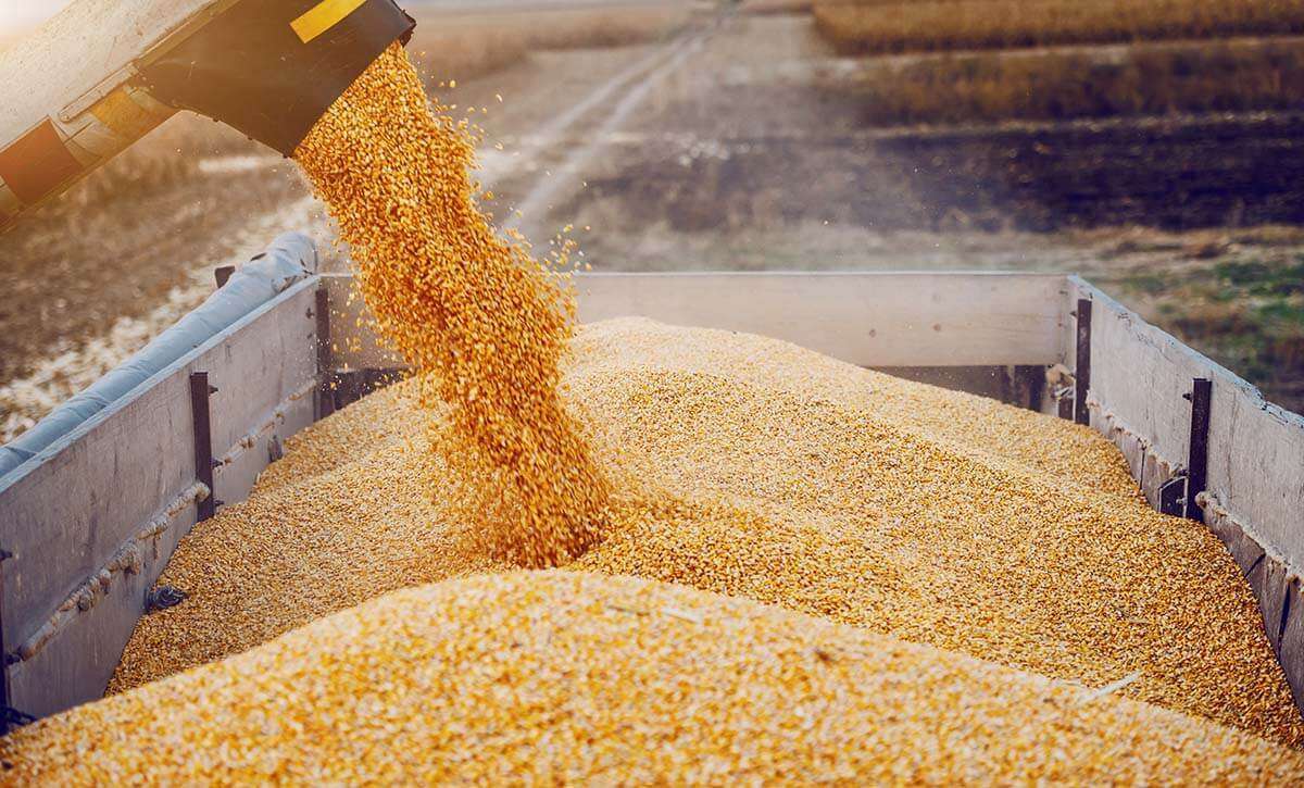 fără licență la importul de cereale - agroexpert.md
