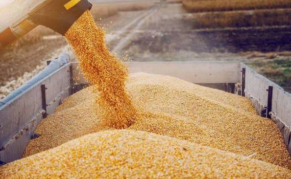 fără licență la importul de cereale - agroexpert.md