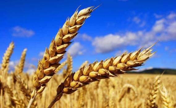presiunea asupra prețului grâului - agroexpert.md