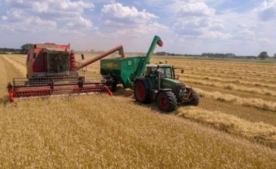Турция возвращается на экспортный рынок продовольственной пшеницы - agroexpert.md