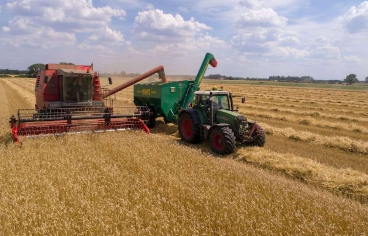 Турция возвращается на экспортный рынок продовольственной пшеницы - agroexpert.md