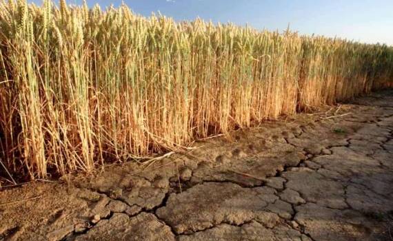 Турция переходит на засухоустойчивые сорта пшеницы - agroexpert.md