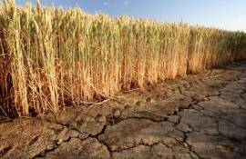 Турция переходит на засухоустойчивые сорта пшеницы - agroexpert.md