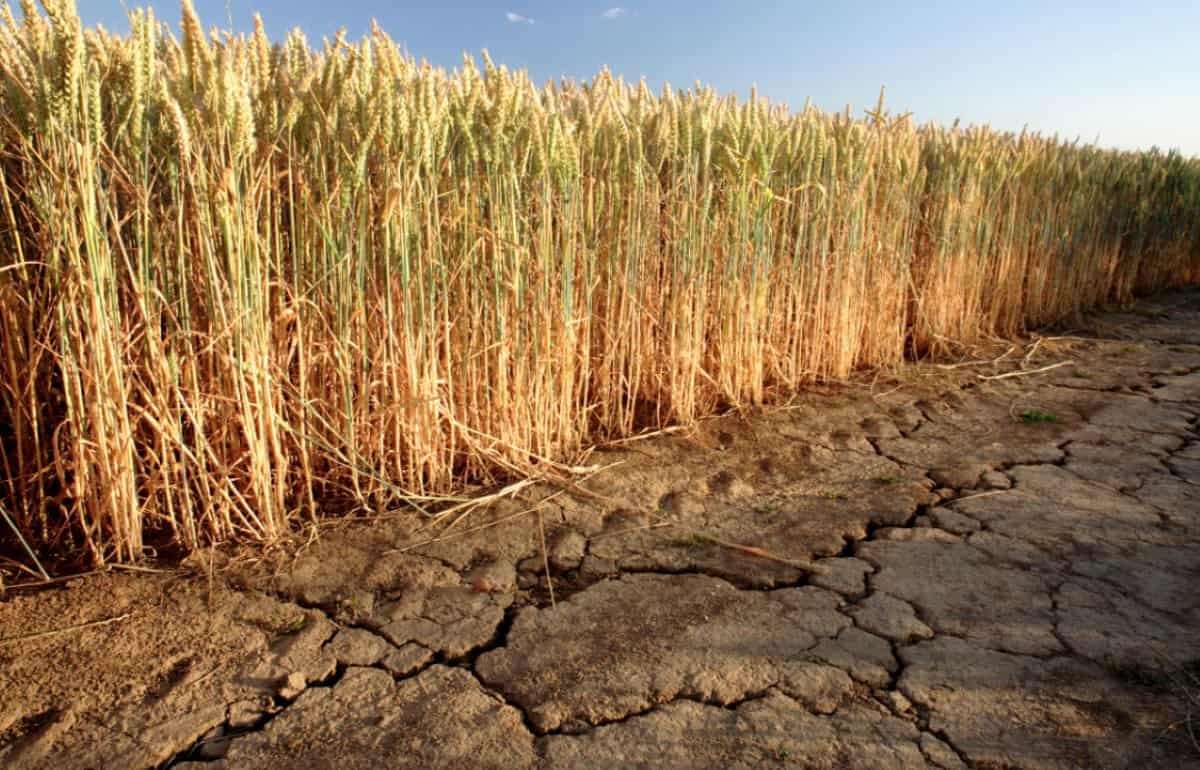 Турция переходит на засухоустойчивые сорта пшеницы - agroexpert.md