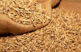 Criza din sectorul cerealier: Prețuri mai mici, cheltuieli mai mari - agroexpert.md