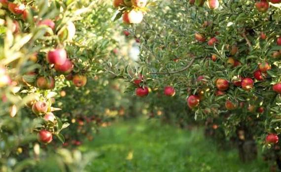Livada Moldovei II: 150 de milioane de euro pentru sectorul agricol - agroexpert.md