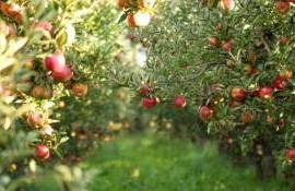 Livada Moldovei II: 150 de milioane de euro pentru sectorul agricol - agroexpert.md