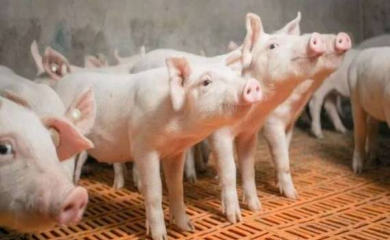 В Венгрии впервые за восемь лет зафиксирована вспышка АЧС - agroexpert.md