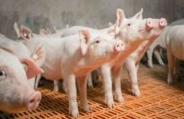 В Венгрии впервые за восемь лет зафиксирована вспышка АЧС - agroexpert.md