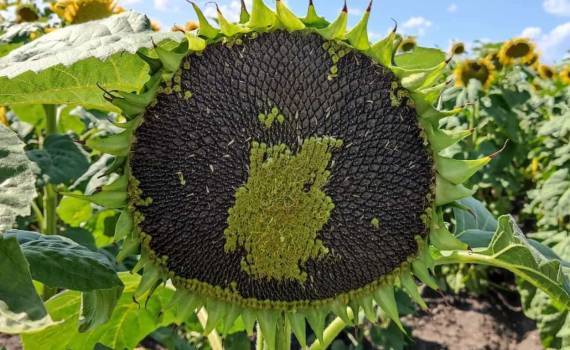 Подсолнечник как альтернатива рапсу в Германии: площади растут - agroexpert.md