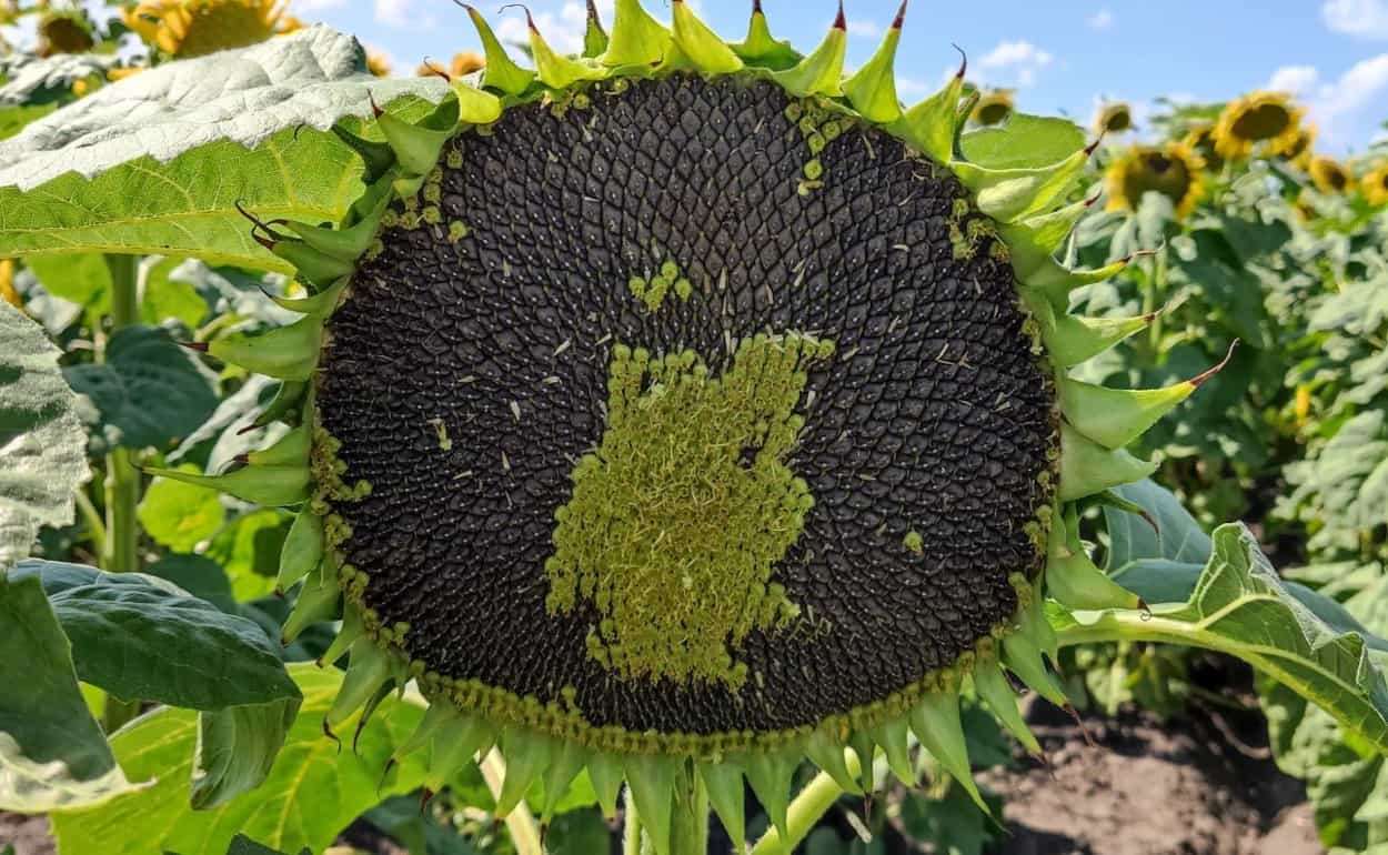 Подсолнечник как альтернатива рапсу в Германии: площади растут - agroexpert.md