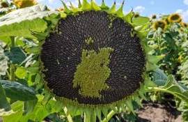 Подсолнечник как альтернатива рапсу в Германии: площади растут - agroexpert.md