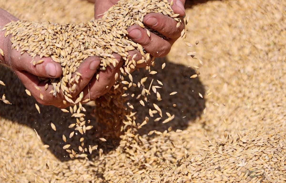 Еврокомиссия снизила прогнозы производства зерновых и масличных культур - agroexpert.md