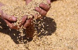Еврокомиссия снизила прогнозы производства зерновых и масличных культур - agroexpert.md