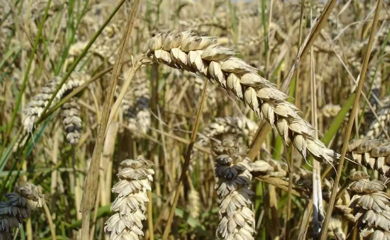 В Румынии вдвое выросло число банкротств агрофирм из-за украинского зерна - agroexpert.md