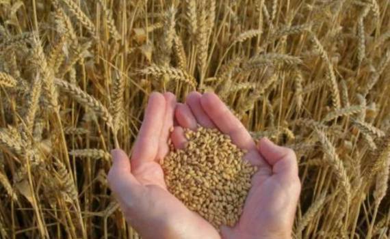 Засуха снизила урожайность пшеницы в 90% хозяйств Великобритании - agroexpert.md