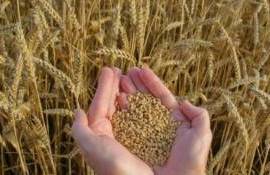 Засуха снизила урожайность пшеницы в 90% хозяйств Великобритании - agroexpert.md