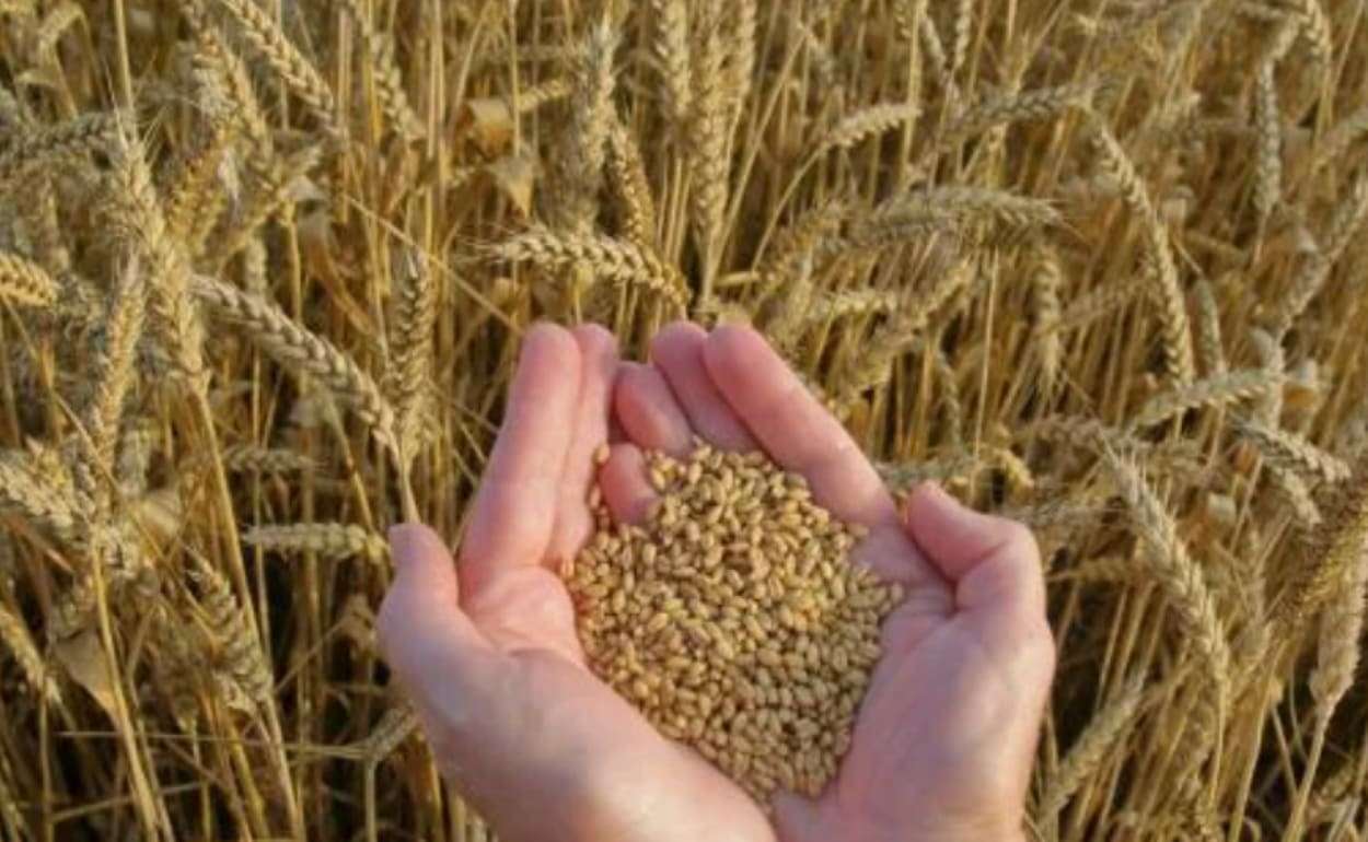 Засуха снизила урожайность пшеницы в 90% хозяйств Великобритании - agroexpert.md