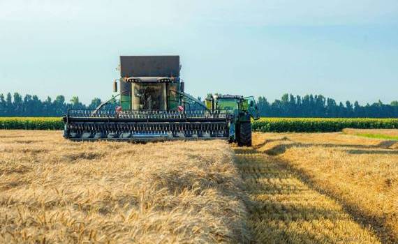Cât grâu va recolta Republica Moldova în acest an? Precizări de la MAIA - agroexpert.md