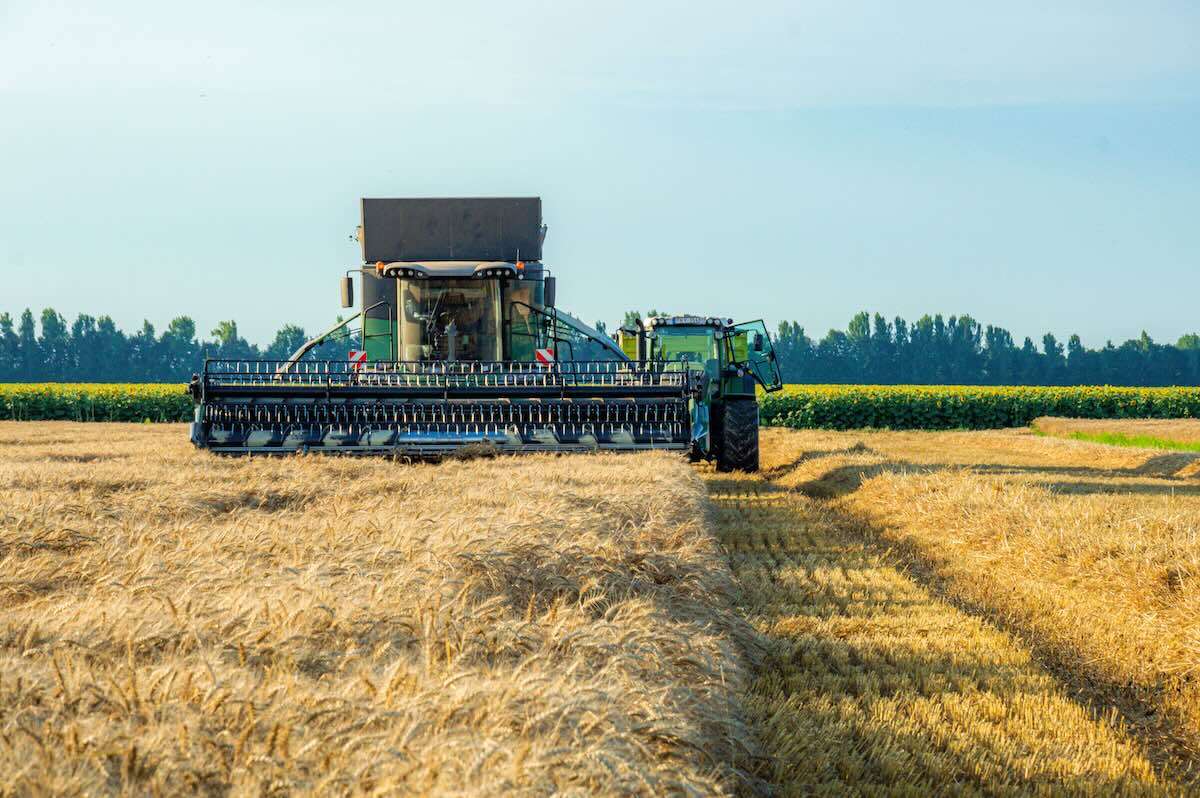 Cât grâu va recolta Republica Moldova în acest an? Precizări de la MAIA - agroexpert.md