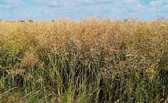 Мировые зернотрейдеры ужесточили охоту на канадский рапс - agroexpert.md   