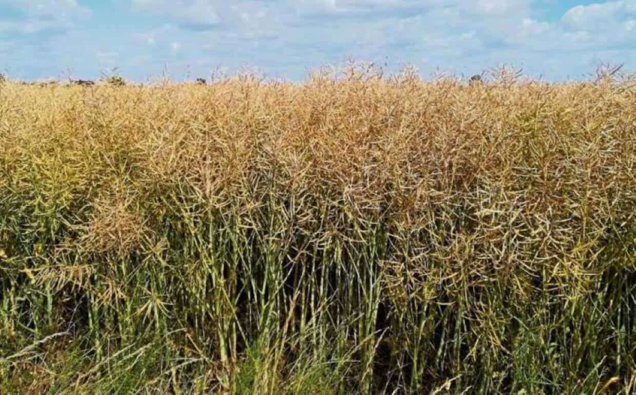 Мировые зернотрейдеры ужесточили охоту на канадский рапс - agroexpert.md   