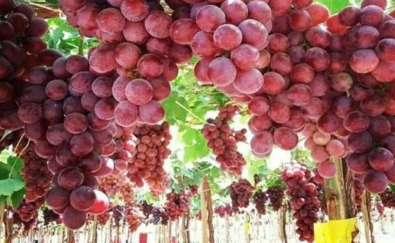 Китай остается лидером в мировом экспорте столового винограда - agroexpert.md