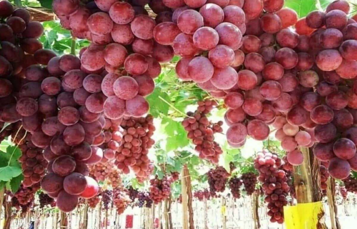 Китай остается лидером в мировом экспорте столового винограда - agroexpert.md