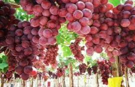 Китай остается лидером в мировом экспорте столового винограда - agroexpert.md