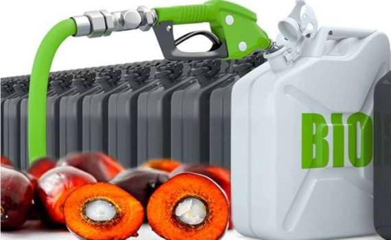 Топливо из пальмового масла: есть ли у биотоплива шанс вытеснить нефть? - agroexpert.md