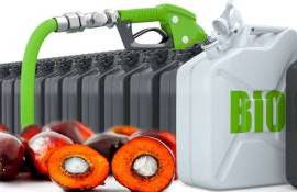 Топливо из пальмового масла: есть ли у биотоплива шанс вытеснить нефть? - agroexpert.md