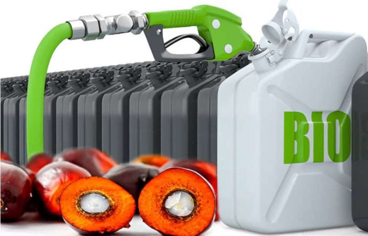 Топливо из пальмового масла: есть ли у биотоплива шанс вытеснить нефть? - agroexpert.md