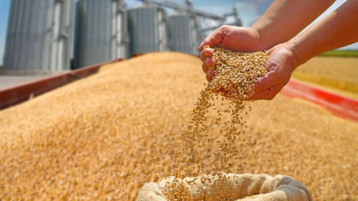 Importurile de cereale din Ucraina amenință piața locală - agroexpert.md