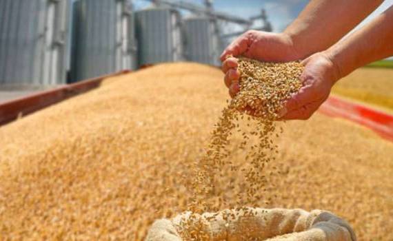 Importurile de cereale din Ucraina amenință piața locală - agroexpert.md