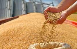 Importurile de cereale din Ucraina amenință piața locală - agroexpert.md