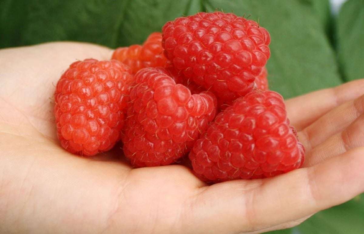 Три преимущества нового итальянского сорта малины раннего созревания - agroexpert.md