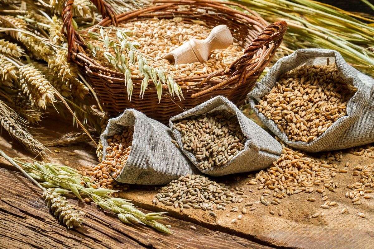 Prețurile la cereale se întorc în zona roșie: presiune pe rapiță, grâu și orz - agroexpert.md