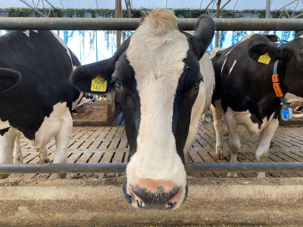 AIPA: 14 august, termenul-limită pentru plățile directe la lapte - agroexpert.md