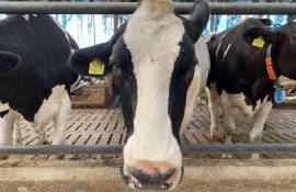 AIPA: 14 august, termenul-limită pentru plățile directe la lapte - agroexpert.md