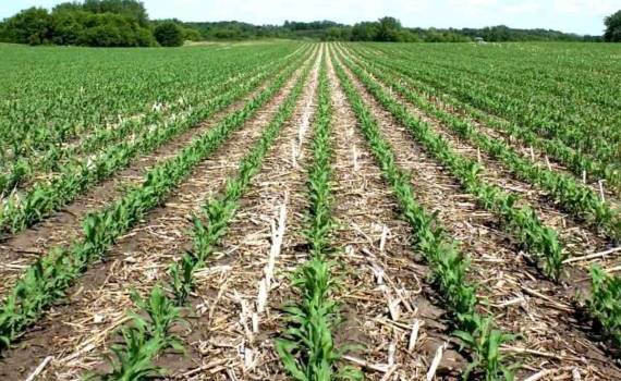 Strip-till или no-till: преимущества технологии полосовой обработки почвы - agroexpert.md