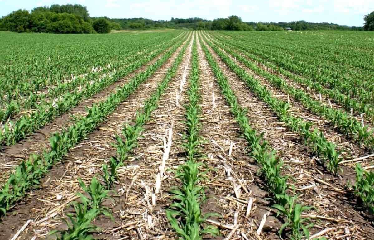 Strip-till или no-till: преимущества технологии полосовой обработки почвы - agroexpert.md